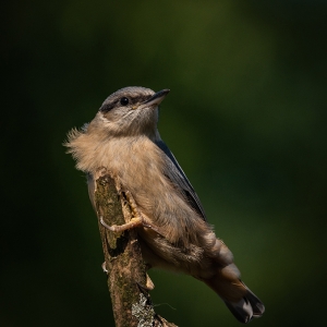 Redwell   20 06 2020   D800   Les 85.jpg